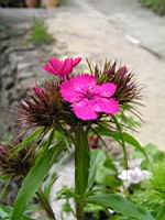 Oeillet du poete (3) (Photo F. Mrugala)